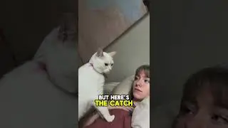 Do Cats Understand Pointing Gestures 👉🐾