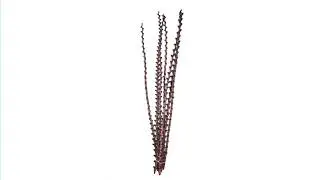 Vickerman 40-48