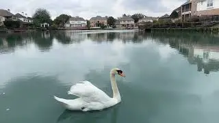 Swan Lake Serenity 🦢 | Calm Piano Music for Meditation & Relax