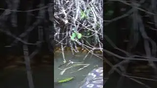 #nature #wildlife #animals  #predator #documentary #anaconda  #snake #snakes #reptile #reptiles