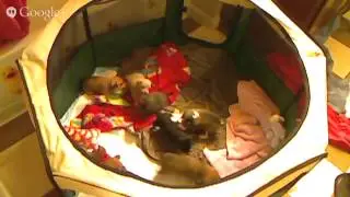 PupCam 3000