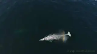 White fluke on a gray whale