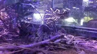 Eastern Diamondback Rattlesnake in Expertly Crafted Enclosure: Mario Kleff Terrarium Design