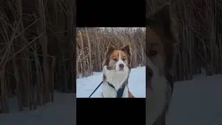 Natural habitat #puppy #dog #trending #cold #winter #shorts #funny #pets #snow #outdoor #funnyanimal