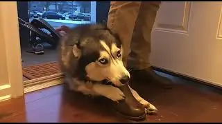 My Husky's Dramatic Reaction Every Time I Leave for Work!