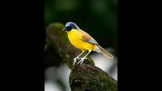 #birds #birdingparadise #nature #birdwatch #birdspotting #thebirdsonggroup #wildlife #birdwatching