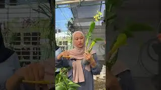 Gnicie łodygi? Nie ma innego rozwiązania niż jej przycięcie... #orchidea #piękneorchidee #orchideeindonezyjskie #orchideeksiężycowe