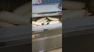 Carrot Cleaner Machine---Carrot Washer for Sale