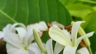 Lv 7