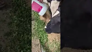 Struggle 🙏✨ #cows #dairyfarmers #animalsong #farming #cowsong #animals #dairyfarmpasture