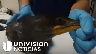 Rehabilitaci&oacute;n: aves marinas