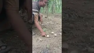 part 220 mbolang jamur