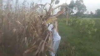 A joyful season in the village of harvesting 🌽 maize‼️