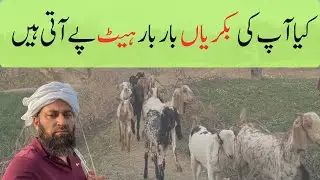 Bakri ka heat problem | Bar bar heat ka asaan ilaj