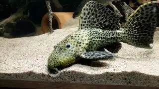 Pseudacanthicus spinosus, L160 pleco (adult male) feeding