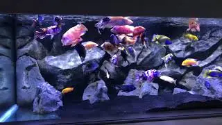 Roller Filter Update- Incredible!