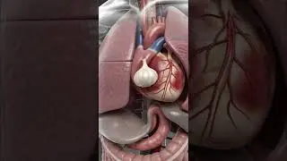What Happens Inside Your Body When You Eat Garlic? | 3D Anatomy Visualization #garlic  #humanbody