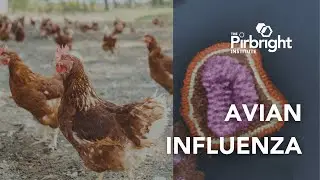 Avian flu research at The Pirbright Institute