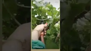 Hand Gun G.A. Spryer in 🍇 Grapes