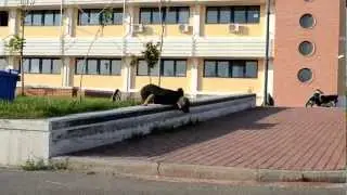 bistari me ta matia