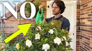 AS&Iacute; perder&aacute;s las FLORES | Regar Gardenias