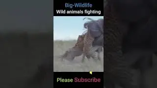 Cheetah hunting Ostrich #Shorts #animalhunting #cheetah #animals