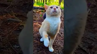 Cream Tabby: Cutest Bully Ever! #shorts
