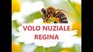 Apicoltura: volo nuziale ape regina. Come si feconda in volo un ape con pi&ugrave; maschi