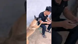 Hero Dog Saves Owner! Incredible Instinct Prevents Accident 😱