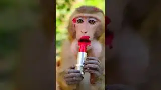 monkey makeup 🐵💄 Watch this hilarious transformation #funny #viralvideo #shorts