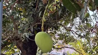 Garden vlog