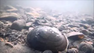 D&eacute;placement d'une Mulette &eacute;paisse (unio crassus)