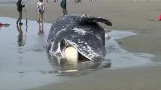 Grey whale carcass washes onto Tofino&rsquo;s Long Beach