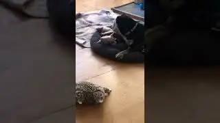 Bulldog and piglet bonding