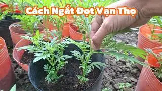Ngắt Đọt Vạn Thọ Sao Cho Không Bị Đứng Cây Chậm Ra Chèo