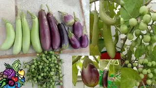 brinjal and sundakkai harvest in terrace garden #brinjal #maadithottam #sundakai