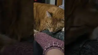 Orange Cat Demands Food, Then Immediately Falls Asleep 😴 #cats #hungry #sleepy #houdini #sillycats