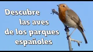 Las Aves de Jardín.