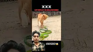 Cat Reflex Speed 20 MilliSeconds ☠️😱🔥|| #snake #cat #animals #youtubeshorts #trending #viral #shorts