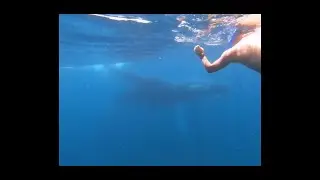 Amazing encounter with a mom humback whale  an her baby