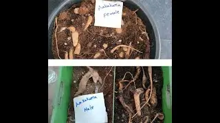 Buy Akakara (Teasel Gourd) Saplings/Tubers Online at Rythumitra Farms (Link in Description)