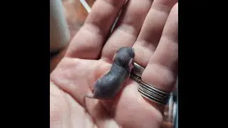 Hand raising baby mice: Syringe feeding Stilgar