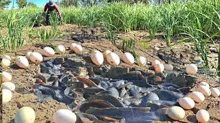 Top unique  -Farmers catch fish, collect eggs left in the fields, and dry them in large quantities.