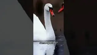 Black And White Swans ARE NOT The Same Species! 🦢⚫🦢#animals #animalfacts #shorts