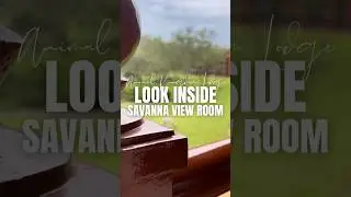 SNEAK PEEK! Savanna View Room Tour At Animal Kingdom Lodge #animalkingdomlodge #resorttour