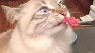 Cat eats from fork.m4v