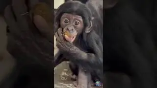 Daisy the Baby Bonobo&rsquo;s First Veggies! 🥕💚