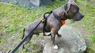 4 Month Old Pitbull Puppy