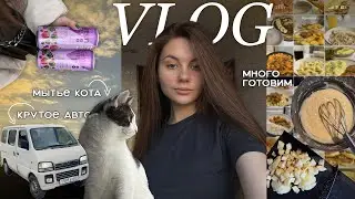 vlog: НЕДЕЛЯ ИЗ ЖИЗНИ двух безработных / много готовим, любим и живем свою лучшую жизнь ⋆˚࿔ ୨