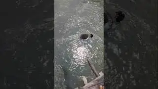 penambang pasir Lematang tradisional.